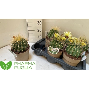 FEROCACTUS HAMATACAN