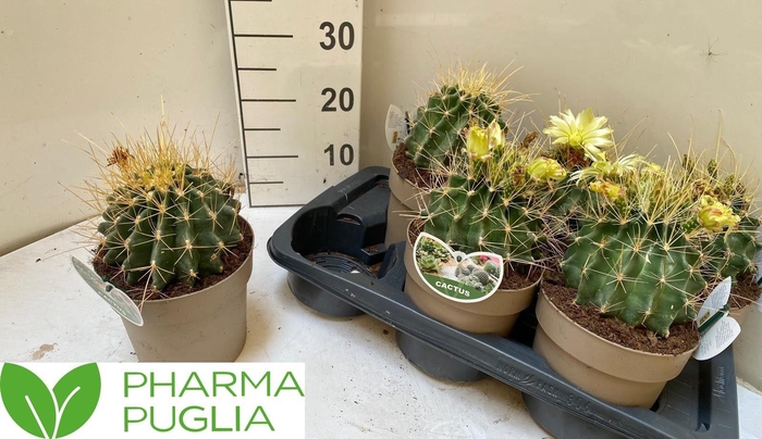<h4>FEROCACTUS HAMATACAN</h4>