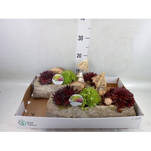 Arr.  Sempervivum L%
