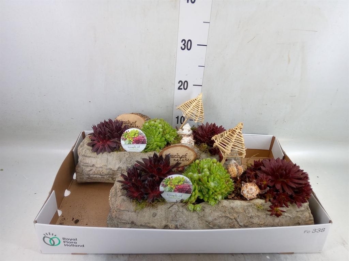 <h4>Arr.  Sempervivum L%</h4>