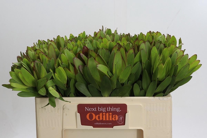 <h4>LEUCAD SAF GOLDSTRIK</h4>