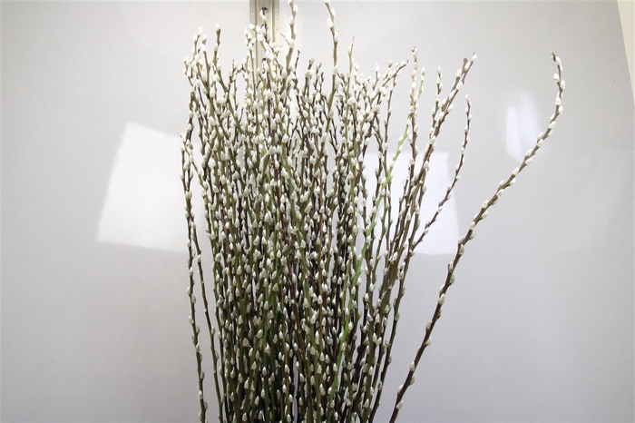 <h4>Salix Ca Snow Flake</h4>