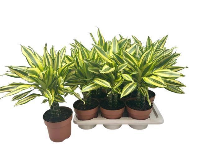 <h4>DRA FRAG OV</h4>