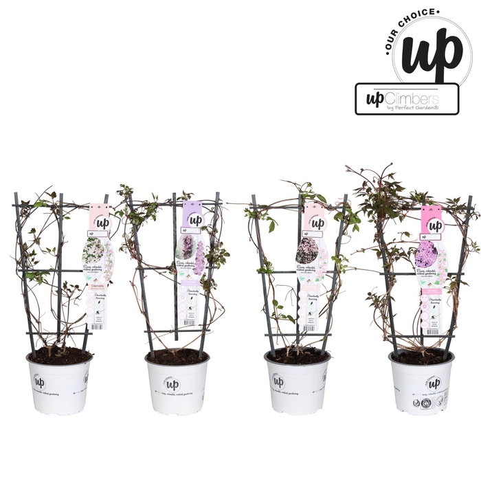 <h4>Clematis Montana</h4>