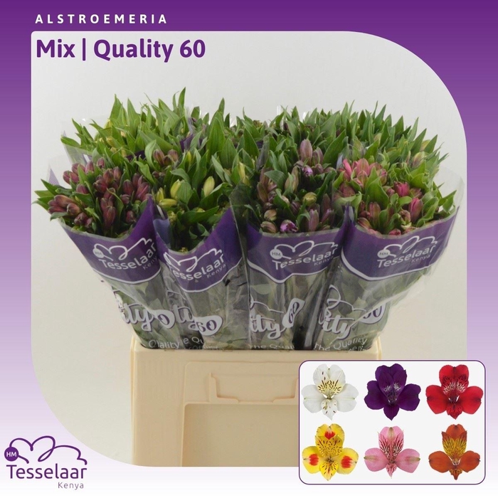 <h4>Alstroemeria Mix | Quality 60</h4>