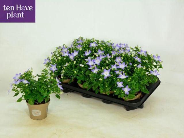 <h4>Campanula isophylla Berlin Bicolor</h4>