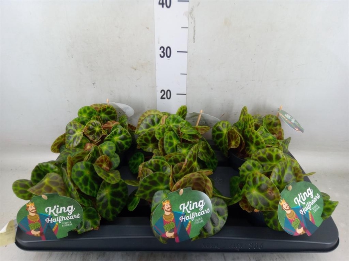 <h4>Begonia BD   ...</h4>