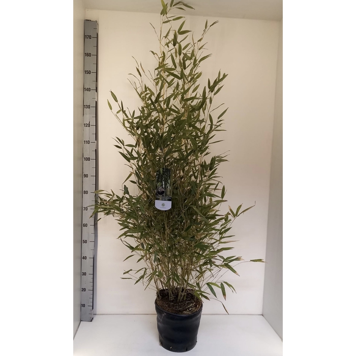 <h4>Phyllostachys bissetii</h4>