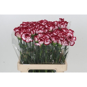 Dianthus St Bacarat