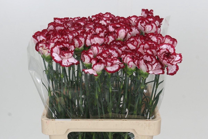 Dianthus St Bacarat