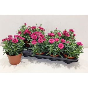 Dian Osc Purple Wing