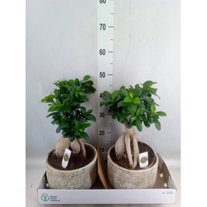Ficus microcarpa 'Ginseng'