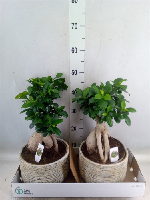 <h4>Ficus microcarpa 'Ginseng'</h4>