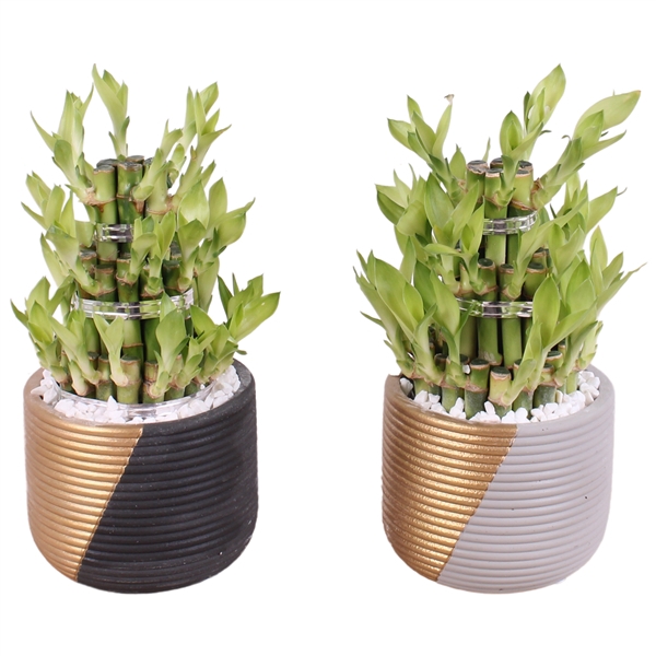 <h4>Lucky Bamboo Shape Round 3S Ø11cm Ceramic PL468</h4>