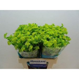 BUPLEURUM GRIFFITHII