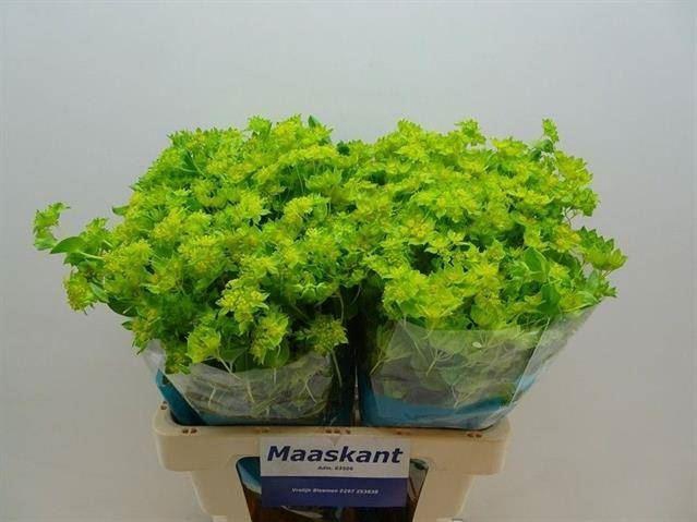 <h4>BUPLEURUM GRIFFITHII</h4>