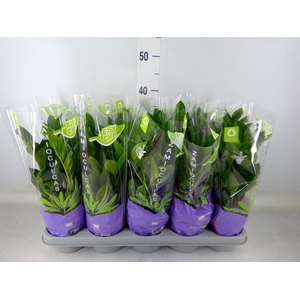 Zamioculcas zamiifolia