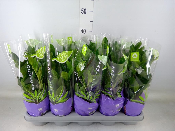 <h4>Zamioculcas zamiifolia</h4>