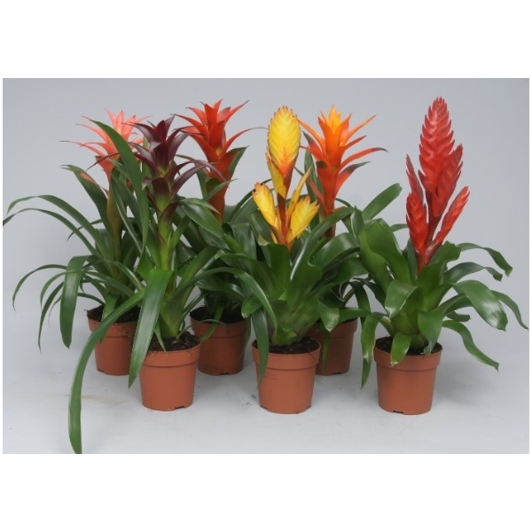 Bromelia Gemengd (Met Hoes)