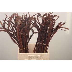 Salix Sekka Bandwilg