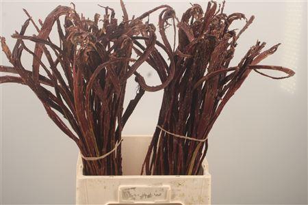 <h4>Salix Sekka Bandwilg</h4>