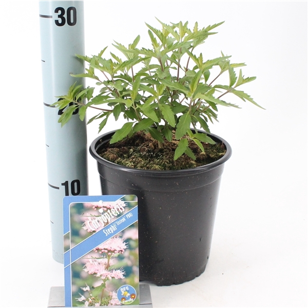 <h4>Caryopteris Stephi ('Lissteph'PBR)</h4>