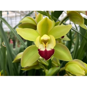 Cymbidium Mini Green Rock X10 Leekade