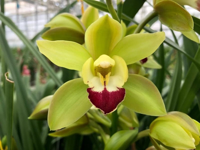 <h4>Cymbidium Mini Green Rock X10 Leekade</h4>