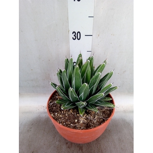 Agave victoriae-reginae