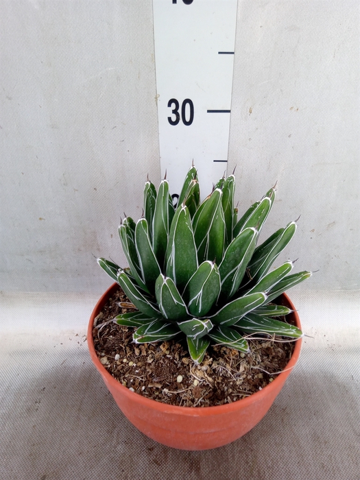 <h4>Agave victoriae-reginae</h4>