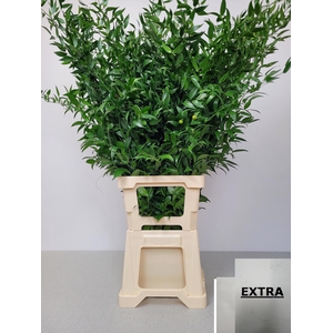 RUSCUS LANG PB 3 TAK