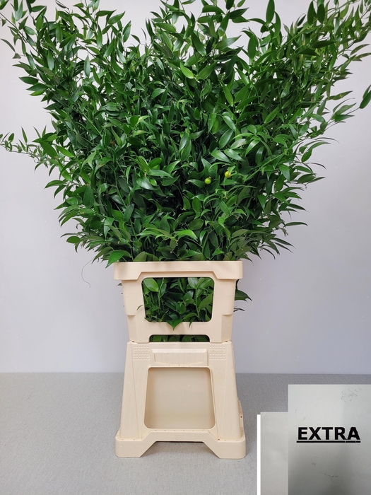 <h4>RUSCUS LANG PB 3 TAK</h4>