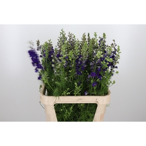 Delphinium Aj Overig Blauw