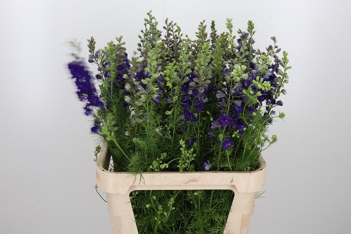 <h4>Delphinium Aj Overig Blauw</h4>
