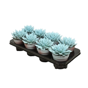 Echeveria Pastel Blue