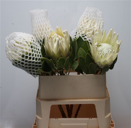 <h4>Protea Cynaroides Arctic Ice</h4>