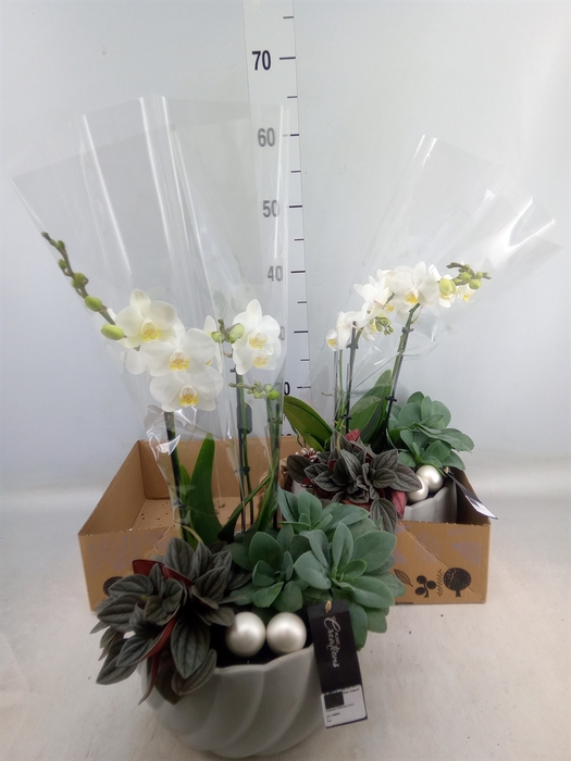 <h4>Arr.  Phalaenopsis OT   H%</h4>