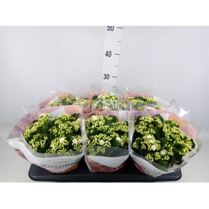 Kalanchoe blos. 'RosDon Dione'