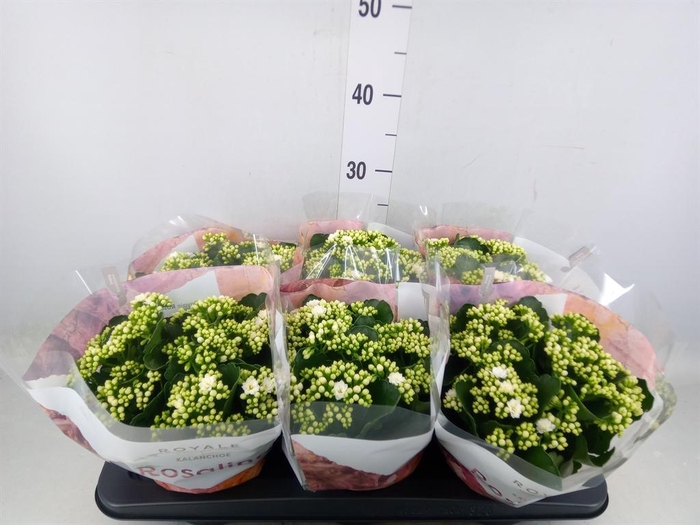 <h4>Kalanchoe blos. 'RosDon Dione'</h4>