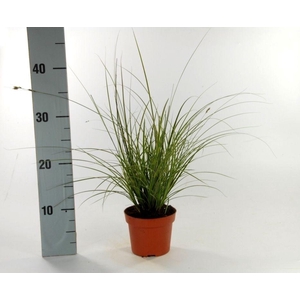 Carex brunnea 'Variegata' p12