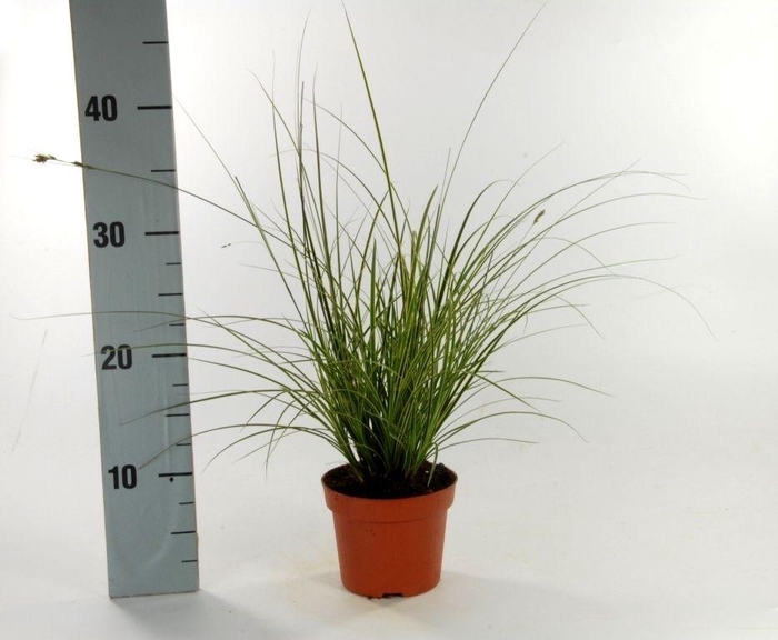 <h4>Carex brunnea 'Variegata' p12</h4>