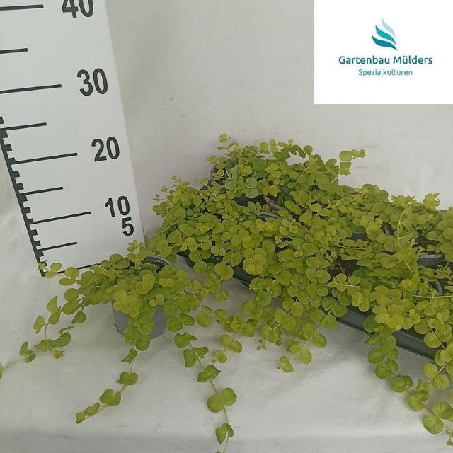<h4>LYSIM NUMMULARIA</h4>