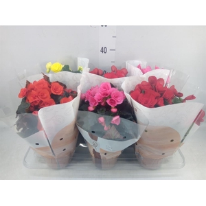 Begonia elat. DU   ...mix
