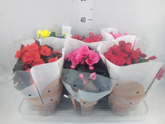 <h4>Begonia elat. DU   ...mix</h4>