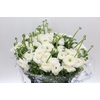 Ranunculus Clooney Alaska Super