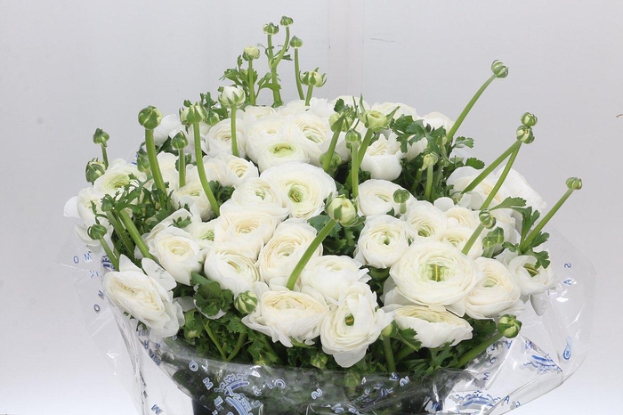 Ranunculus Clooney Alaska Super