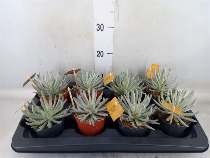 <h4>Senecio   ...</h4>