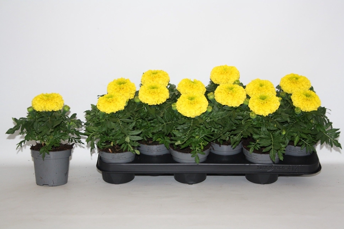 <h4>TAG ER TAISHA YELLOW</h4>