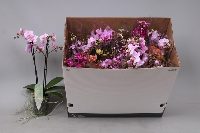 <h4>PHAL MF GEM 8 KL</h4>