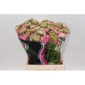 Ran Pon Pon Hermione